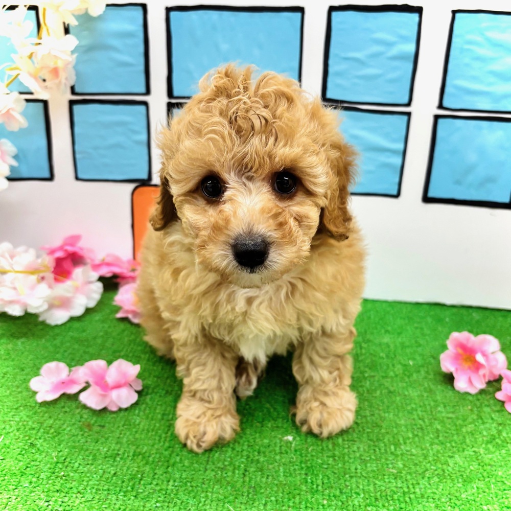 愛知県のトイプードル(トイ) (犬の家＆猫の里名古屋天白店/2026年2月13日生まれ/女の子/オレンジフォーン)の子犬の3枚目の画像