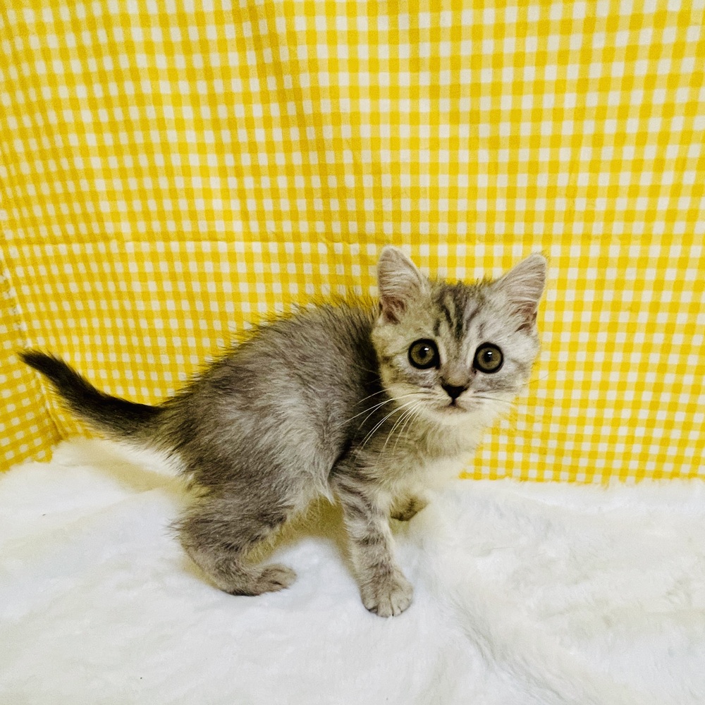愛知県のスコティッシュストレート (犬の家＆猫の里一宮店/2026年2月15日生まれ/女の子/ブルーシルバータビー)の子猫の3枚目の画像