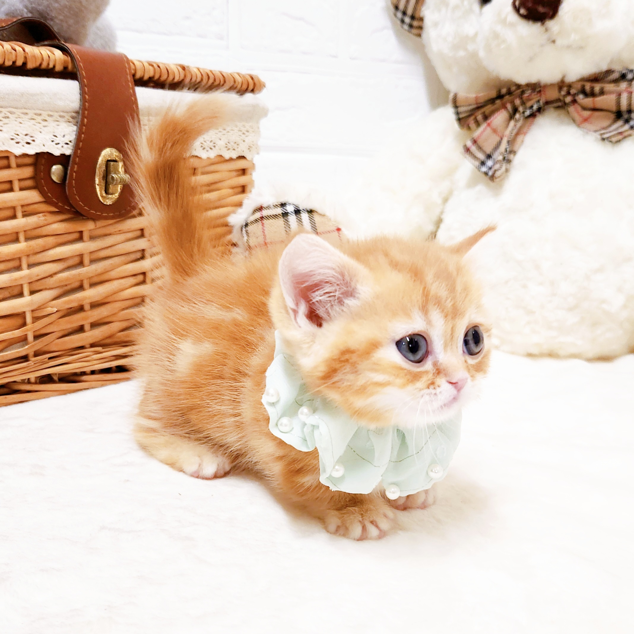 滋賀県のマンチカン (犬の家＆猫の里近江八幡店/2026年2月18日生まれ/男の子/レッドタビー)の子猫の3枚目の画像