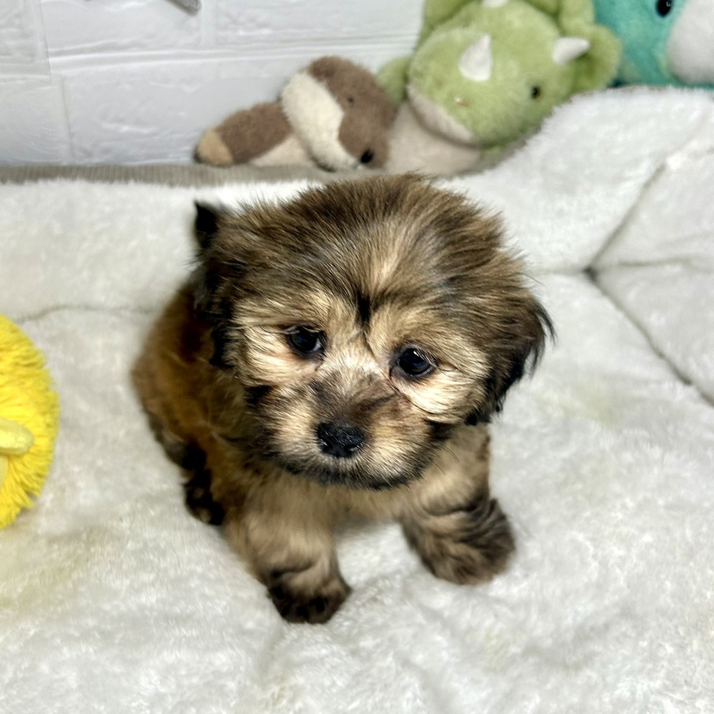 兵庫県のハーフ犬・ミックス犬 (犬の家＆猫の里ニッケパークタウン加古川店/2026年2月18日生まれ/女の子/フォーン)の子犬の3枚目の画像