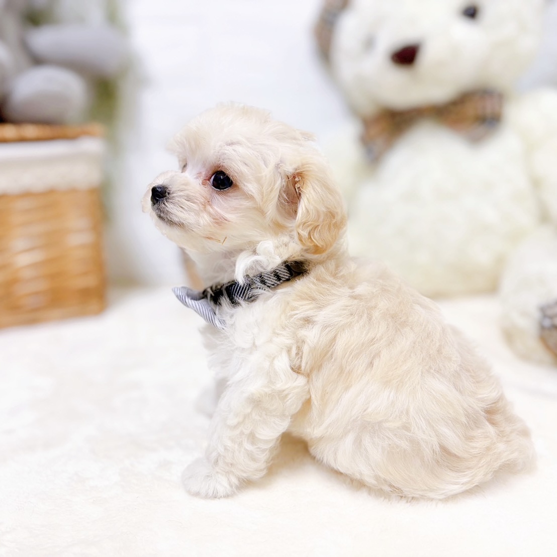 滋賀県のマルプー(マルチーズ×プードル) (犬の家＆猫の里近江八幡店/2026年2月16日生まれ/男の子/クリーム)の子犬の3枚目の画像