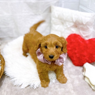 滋賀県のダップー(ダックス×プードル) (犬の家＆猫の里長浜店/2026年2月19日生まれ/女の子/レッド)の子犬の3枚目の画像