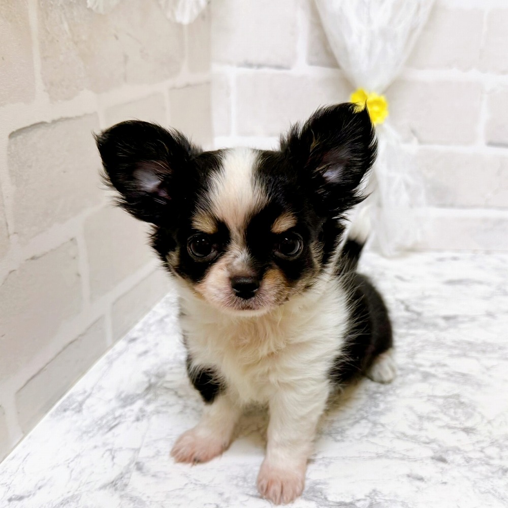 京都府のチワワ(ロング) (犬の家＆猫の里京都精華店/2026年2月18日生まれ/女の子/ブラックタンホワイト)の子犬の3枚目の画像
