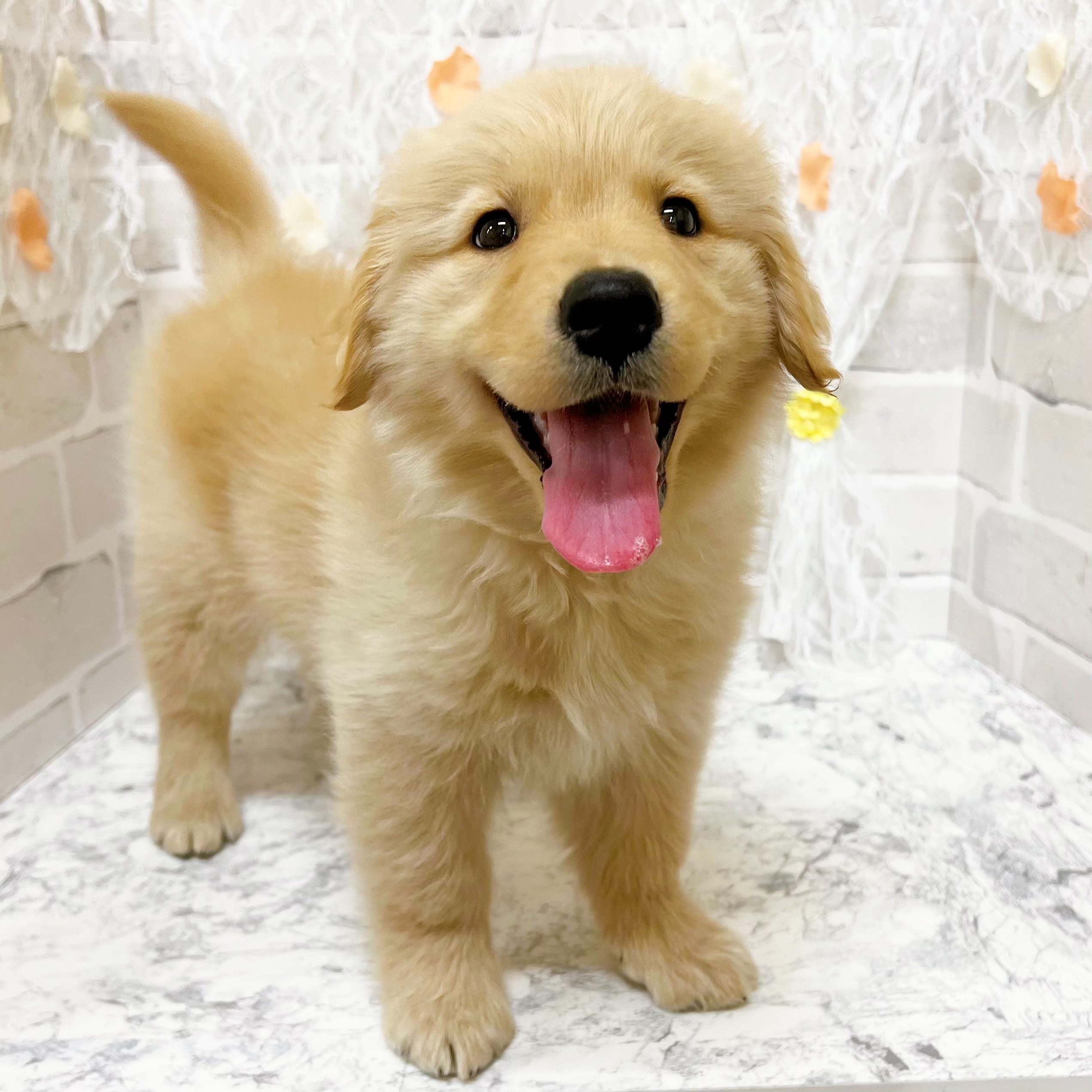 京都府のゴールデンレトリバー (犬の家＆猫の里京都精華店/2026年2月17日生まれ/女の子/ゴールデン)の子犬の3枚目の画像