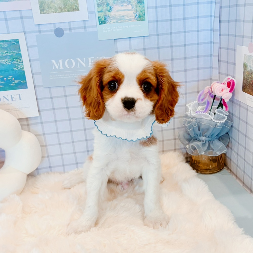 福井県のキャバリアキングチャールズスパニエル (犬の家＆猫の里福井店/2026年2月18日生まれ/男の子/ブレンハイム)の子犬の3枚目の画像
