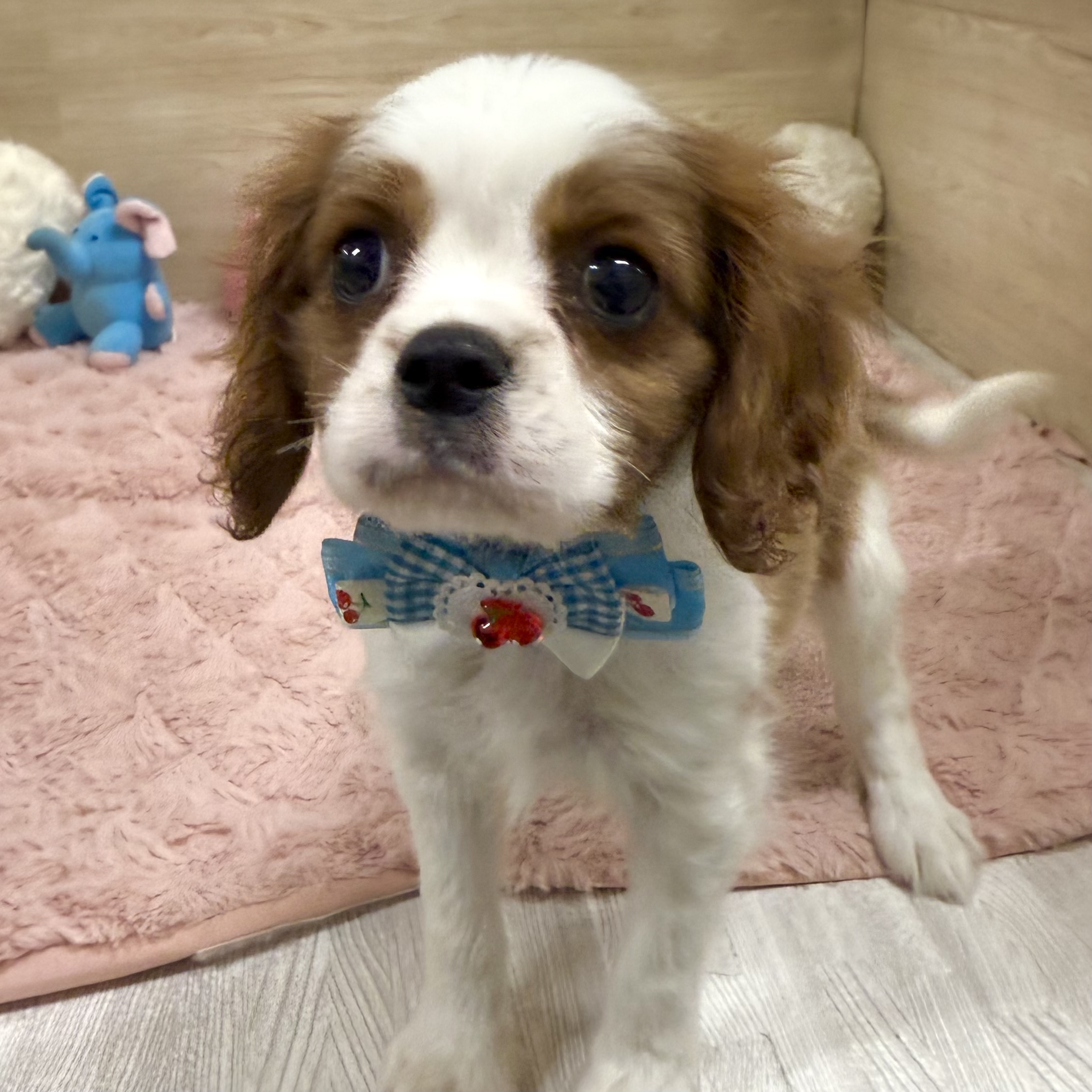 大阪府のキャバリアキングチャールズスパニエル (犬の家＆猫の里そよら東岸和田店/2026年2月18日生まれ/男の子/ブレンハイム)の子犬の3枚目の画像