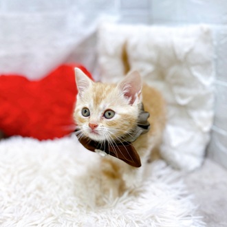 滋賀県のアメリカンショートヘアー (犬の家＆猫の里長浜店/2026年2月18日生まれ/女の子/クリームタビーホワイト)の子猫の3枚目の画像