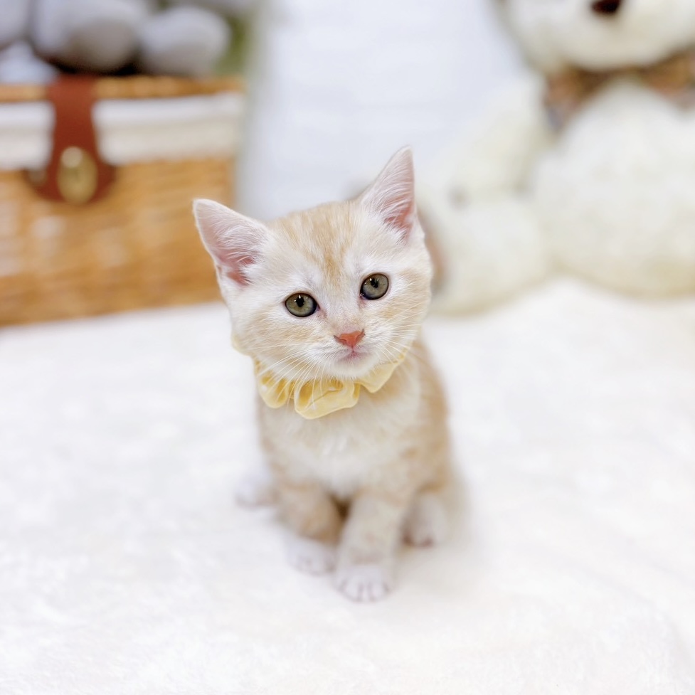 滋賀県のアメリカンショートヘアー (犬の家＆猫の里近江八幡店/2026年2月18日生まれ/女の子/クリームタビーホワイト)の子猫の3枚目の画像