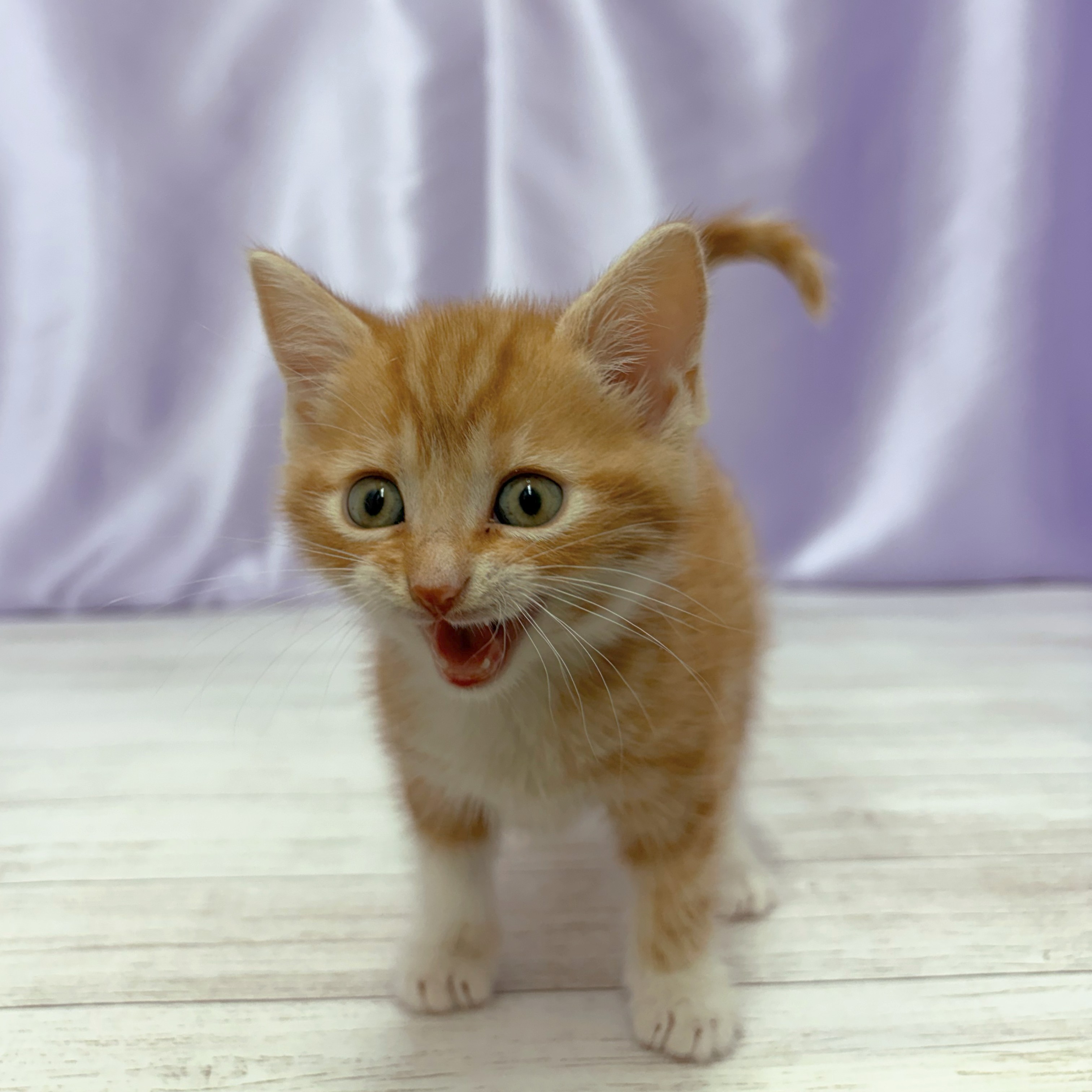 兵庫県のアメリカンショートヘアー (犬の家＆猫の里尼崎店/2026年2月18日生まれ/男の子/レッドタビーホワイト)の子猫の3枚目の画像