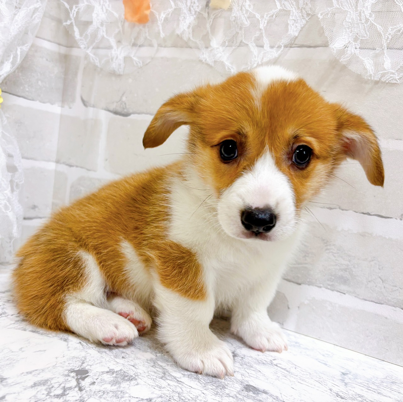 京都府のウェルシュコーギーペンブローク (犬の家＆猫の里京都精華店/2026年2月19日生まれ/男の子/セーブルホワイト)の子犬の3枚目の画像