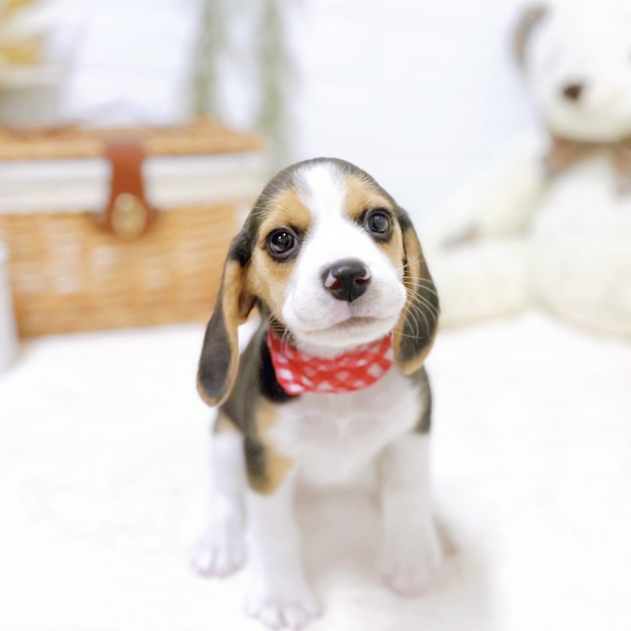 滋賀県のビーグル (犬の家＆猫の里近江八幡店/2026年2月18日生まれ/女の子/ブラックタンホワイト)の子犬の3枚目の画像