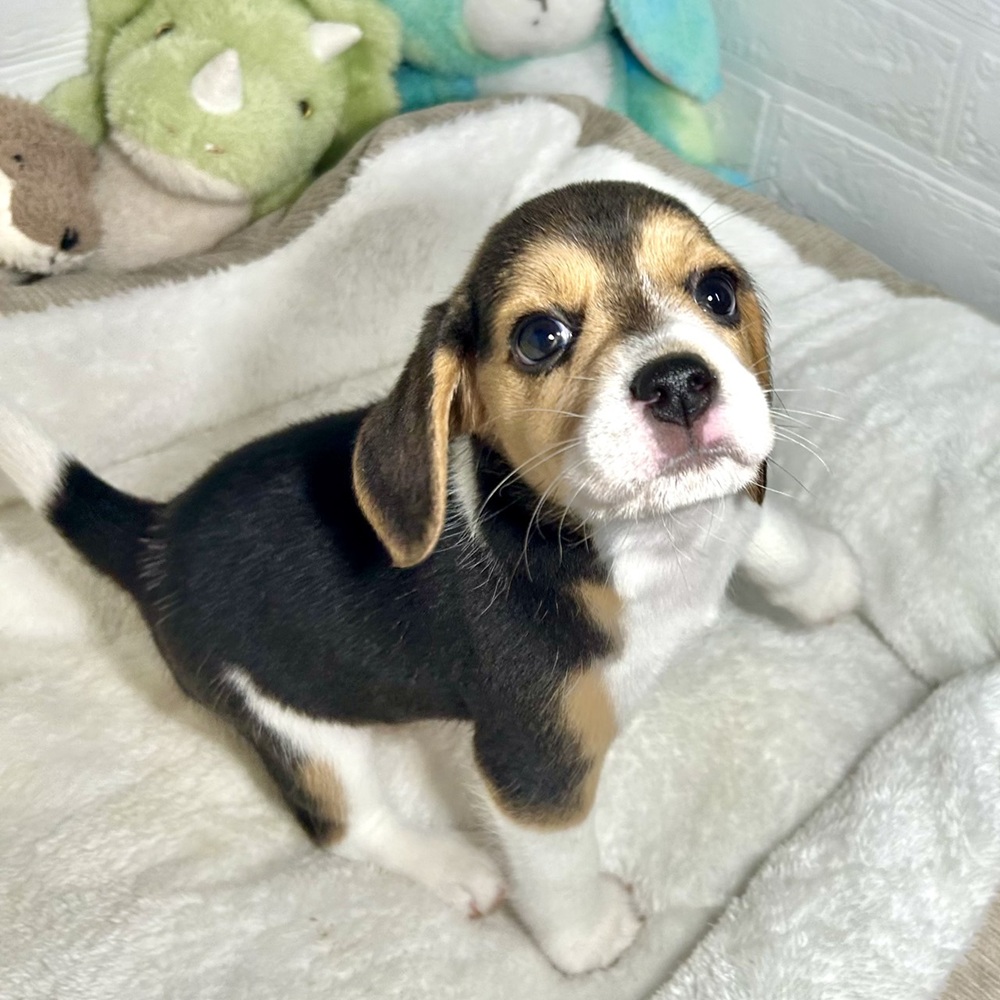 兵庫県のビーグル (犬の家＆猫の里ニッケパークタウン加古川店/2026年2月18日生まれ/女の子/ブラックタンホワイト)の子犬の3枚目の画像