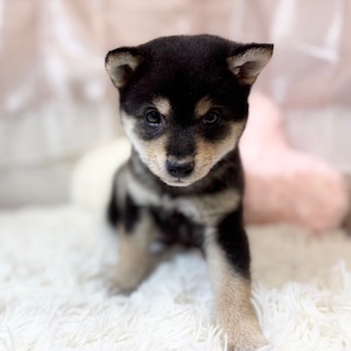 兵庫県の豆柴 (犬の家＆猫の里カナート西神戸店/2026年2月17日生まれ/男の子/黒)の子犬の3枚目の画像