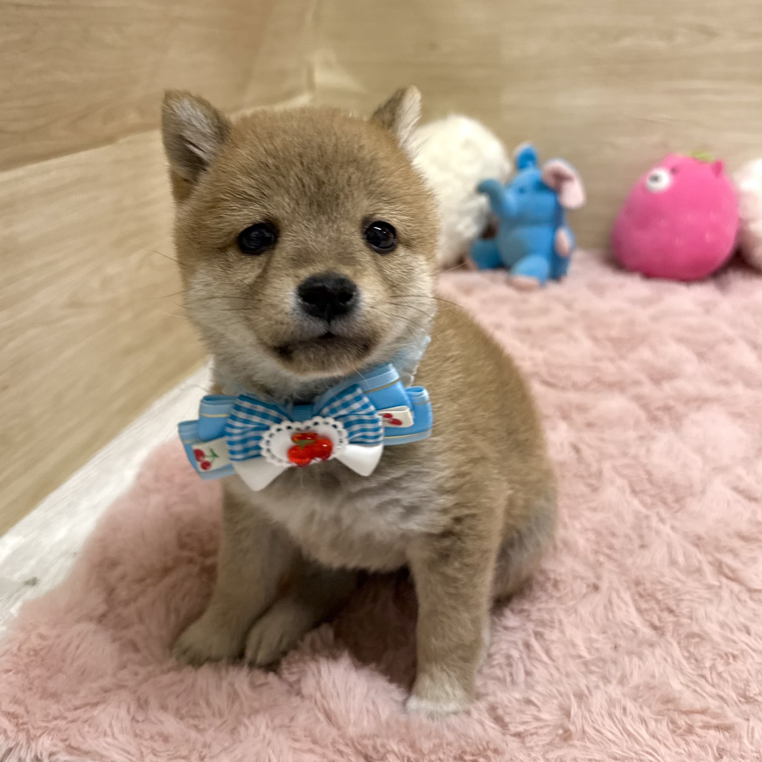 大阪府の豆柴 (犬の家＆猫の里そよら東岸和田店/2026年2月17日生まれ/男の子/赤)の子犬の3枚目の画像