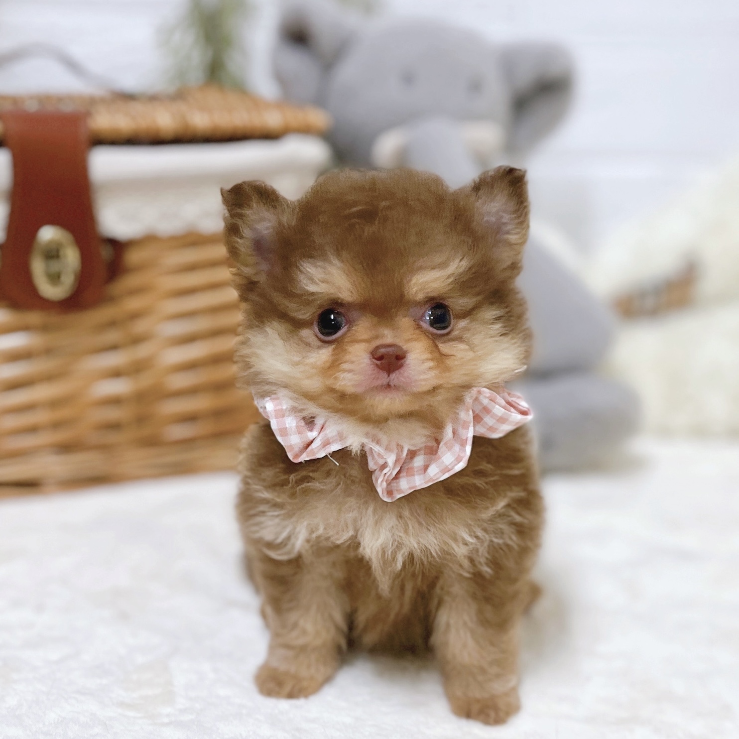 滋賀県のポメチワ/チワポメ/ポメチー(ポメラニアン×チワワ) (犬の家＆猫の里近江八幡店/2026年2月19日生まれ/女の子/チョコレートクリーム)の子犬の3枚目の画像