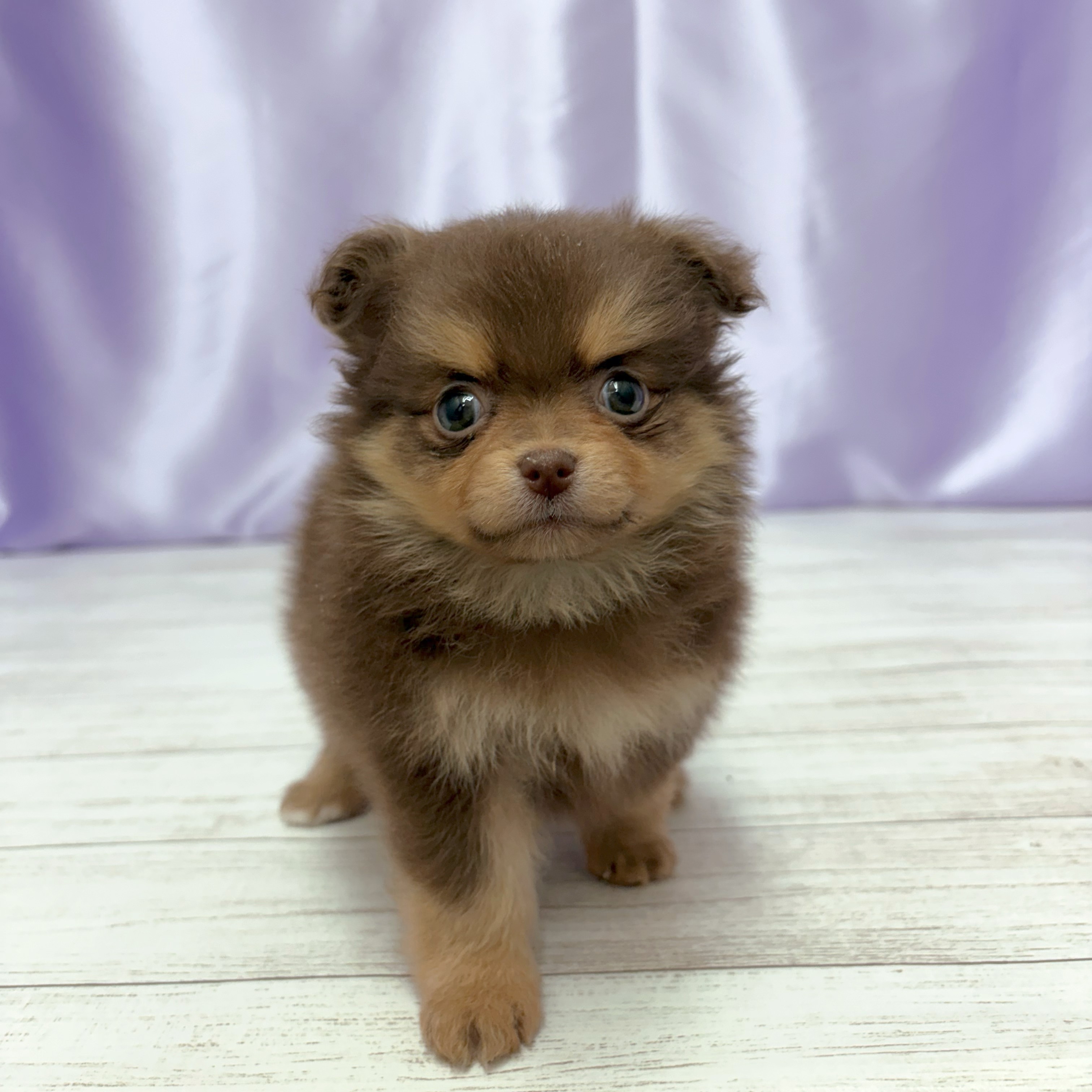 ハーフ犬女の子の写真