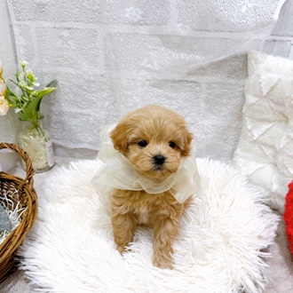滋賀県のマルプー(マルチーズ×プードル) (犬の家＆猫の里長浜店/2026年2月18日生まれ/女の子/クリーム)の子犬の3枚目の画像