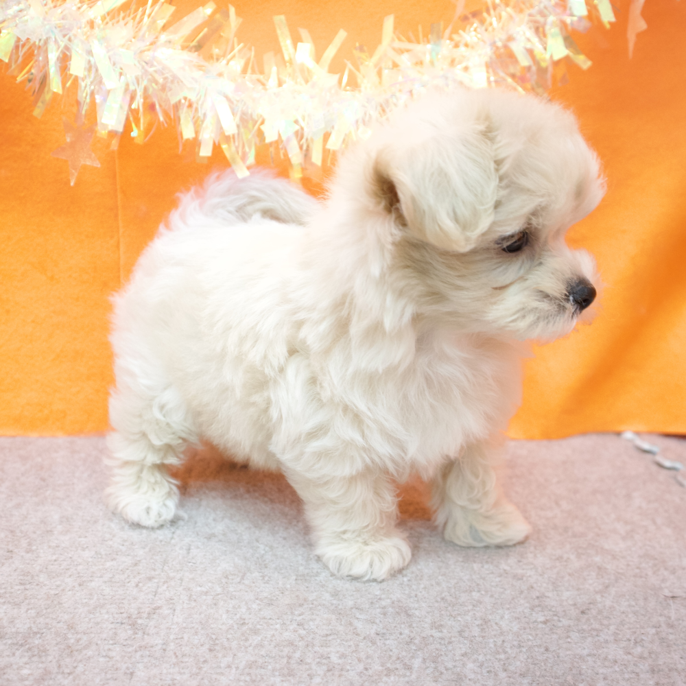 大阪府のマルプー(マルチーズ×プードル) (犬の家＆猫の里吹田店/2026年2月18日生まれ/女の子/クリーム)の子犬の3枚目の画像