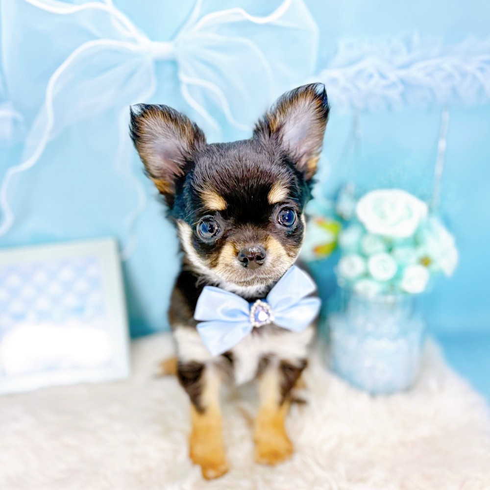 福井県のチワワ(ロング) (犬の家＆猫の里アミーゴ福井大和田店/2026年2月17日生まれ/男の子/ブラックタンホワイト)の子犬の3枚目の画像