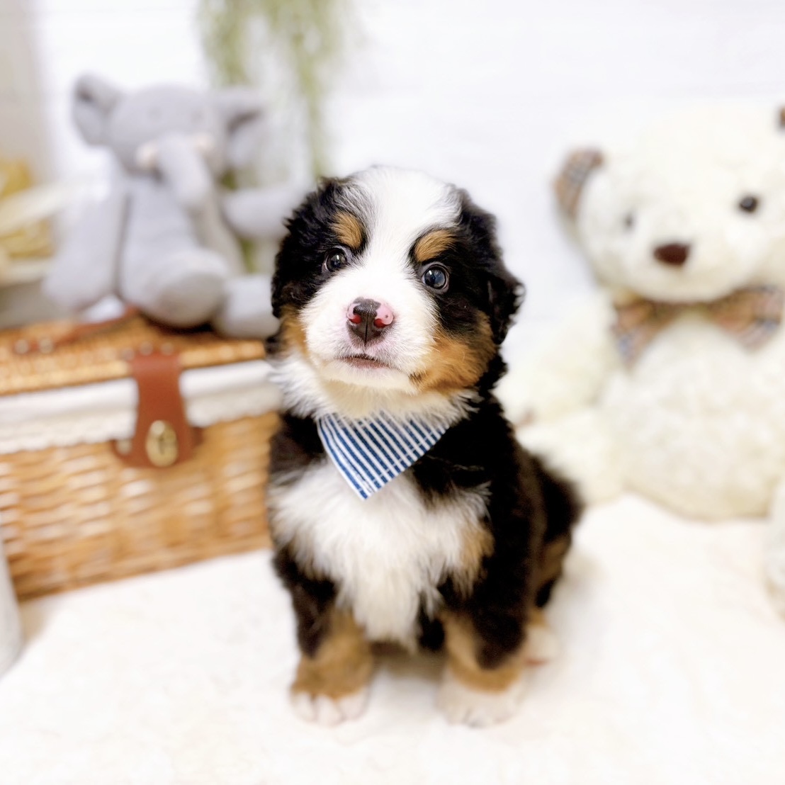 滋賀県のバーニーズマウンテンドッグ (犬の家＆猫の里近江八幡店/2026年2月19日生まれ/男の子/ブラックラストホワイト)の子犬の3枚目の画像