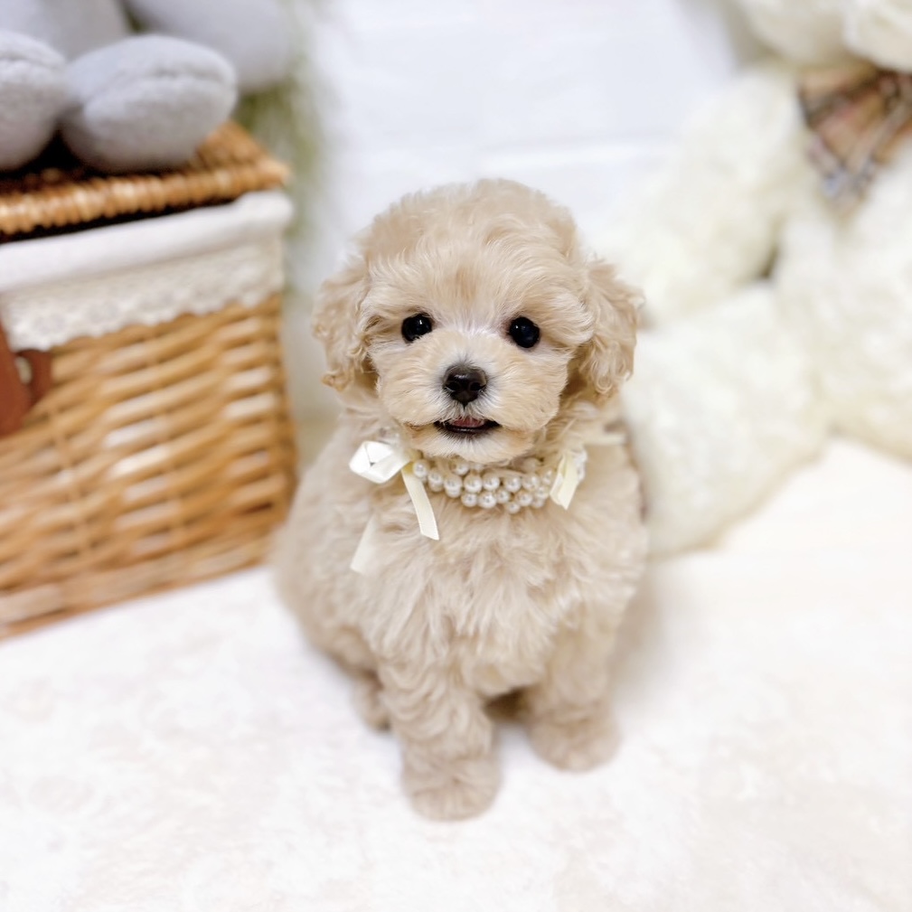 滋賀県のトイプードル(ティーカップ) (犬の家＆猫の里近江八幡店/2026年2月19日生まれ/男の子/ペールフォーン)の子犬の3枚目の画像