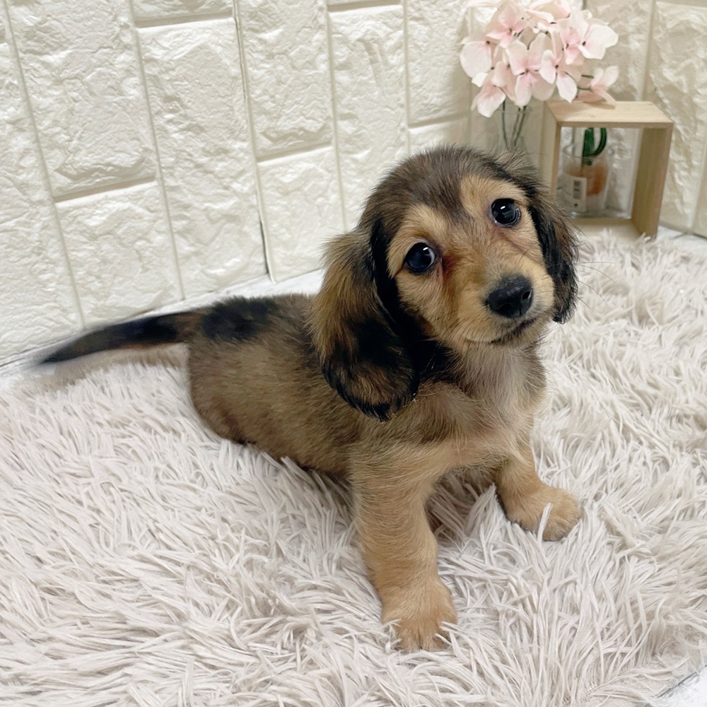 岡山県のミニチュアダックスフンド(ロング) (犬の家＆猫の里岡山店/2026年2月19日生まれ/女の子/シェーデットイエロー)の子犬の3枚目の画像