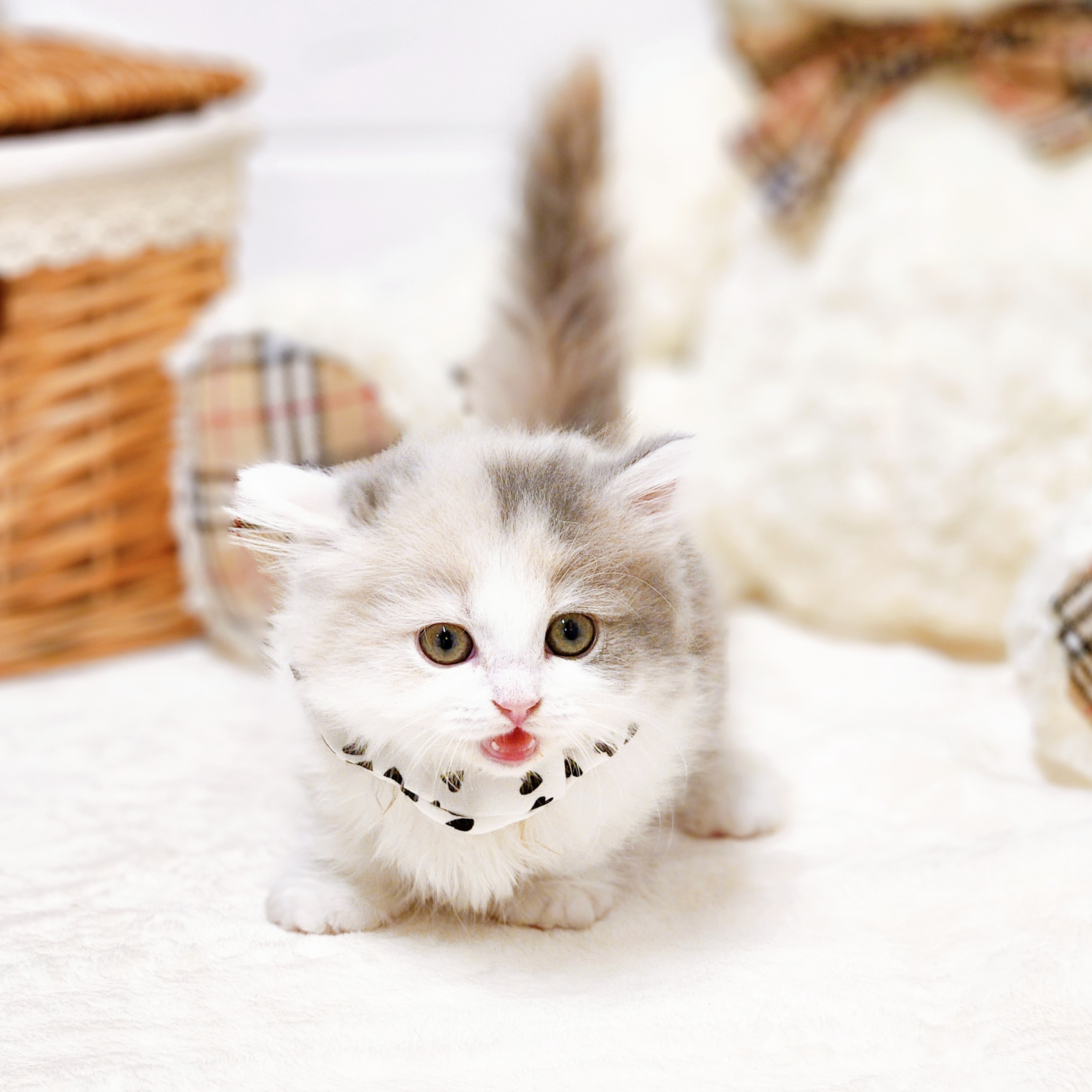 滋賀県のミヌエット (犬の家＆猫の里近江八幡店/2026年2月19日生まれ/女の子/ダイリュートキャリコ)の子猫の3枚目の画像