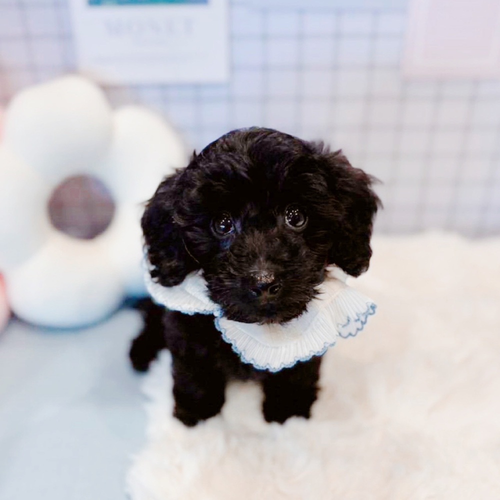 福井県のダップー(ダックス×プードル) (犬の家＆猫の里福井店/2026年2月19日生まれ/男の子/ブラック)の子犬の3枚目の画像