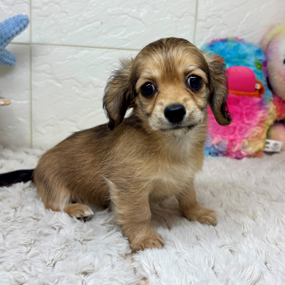 兵庫県のチワックス(チワワ×ダックス) (犬の家＆猫の里ゆめタウン姫路店/2026年2月19日生まれ/女の子/シェーデットクリーム)の子犬の3枚目の画像