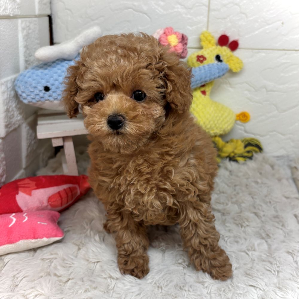 兵庫県のトイプードル(トイ) (犬の家＆猫の里ゆめタウン姫路店/2026年2月17日生まれ/女の子/オレンジフォーン)の子犬の3枚目の画像