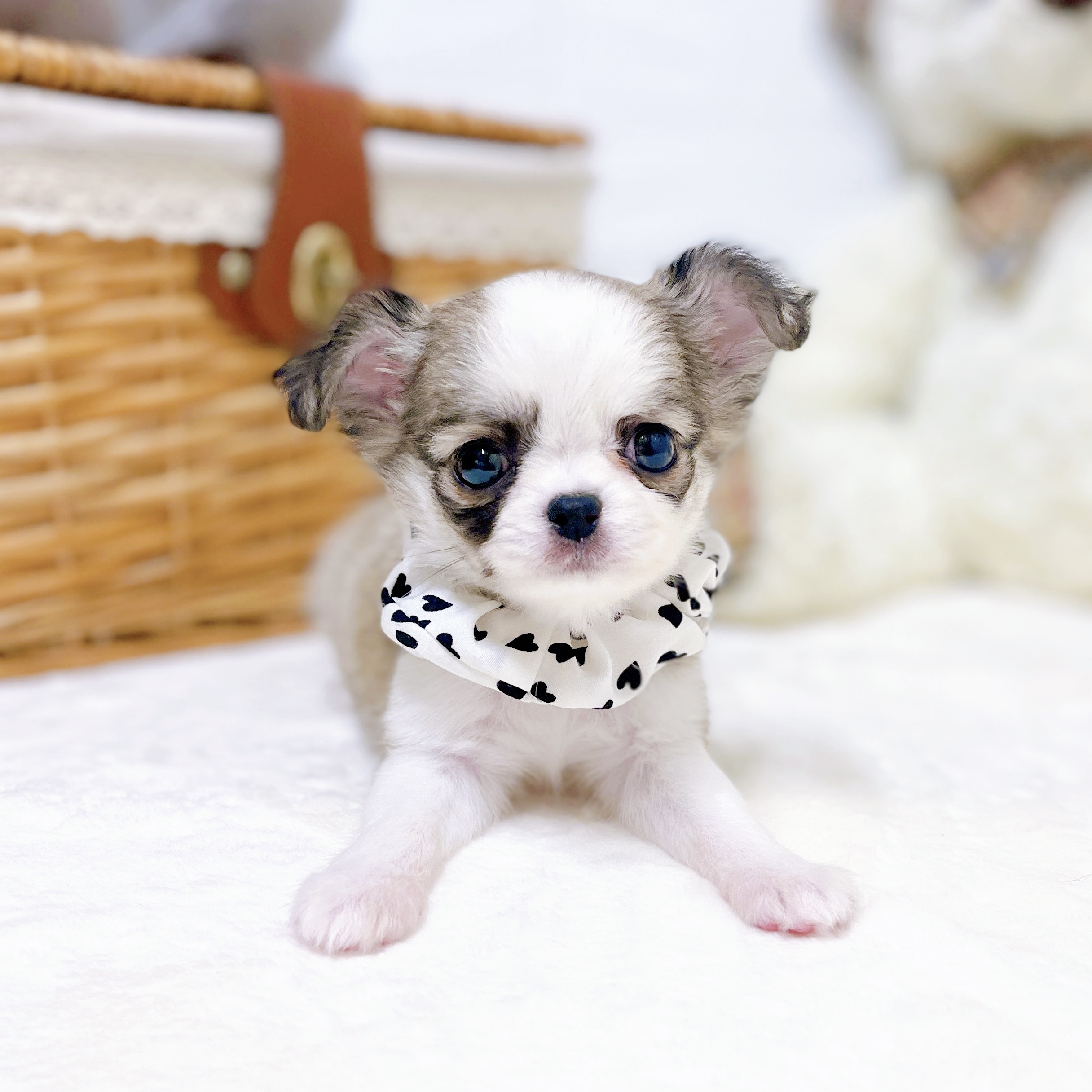 滋賀県のチワワ(ロング) (犬の家＆猫の里近江八幡店/2026年2月19日生まれ/女の子/フォーンホワイト)の子犬の3枚目の画像