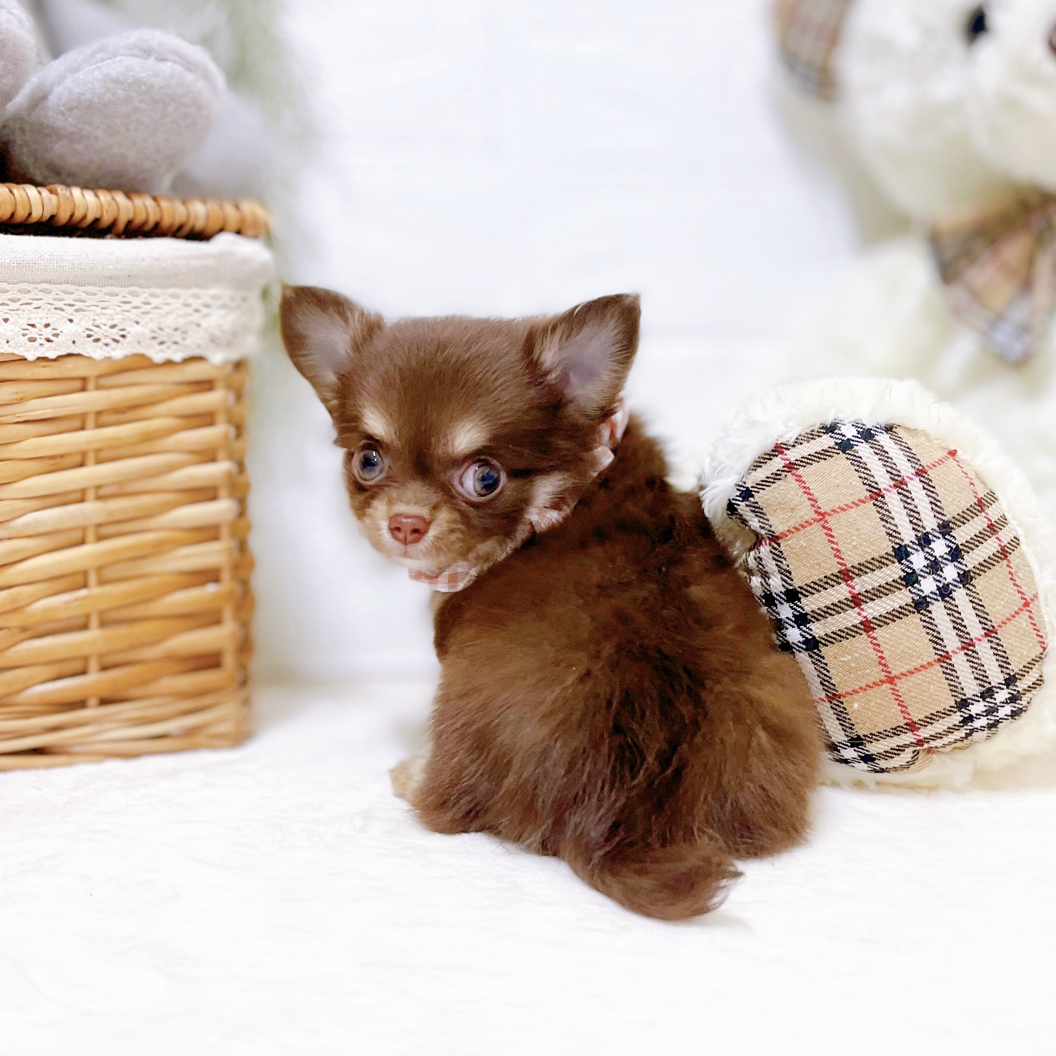 滋賀県のチワワ(ロング) (犬の家＆猫の里近江八幡店/2026年2月19日生まれ/女の子/チョコレートタンクリーム)の子犬の3枚目の画像