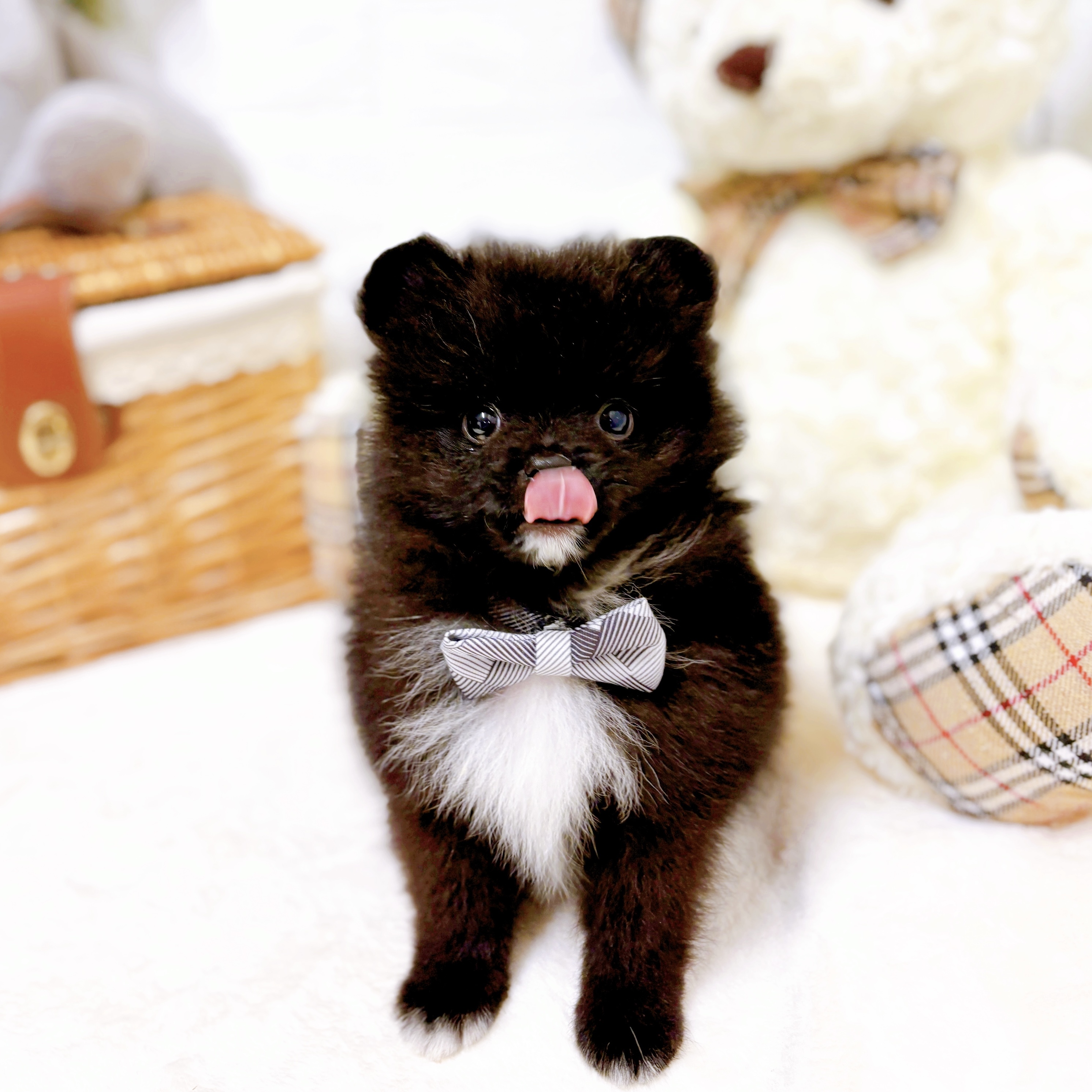 滋賀県のポメラニアン (犬の家＆猫の里近江八幡店/2026年2月19日生まれ/男の子/ブラック)の子犬の3枚目の画像