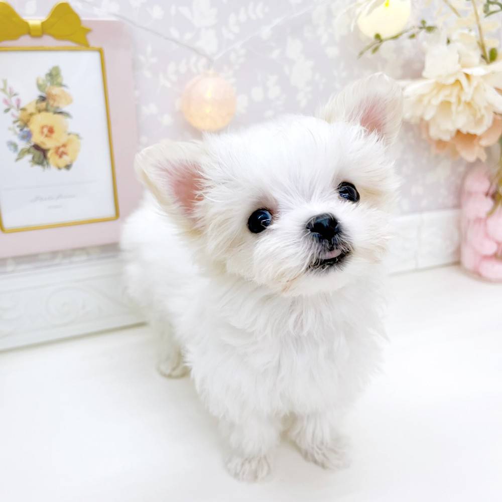 富山県のチワマル/マルチワ(チワワ×マルチーズ) (犬の家＆猫の里富山店/2026年2月15日生まれ/女の子/クリームホワイト)の子犬の3枚目の画像