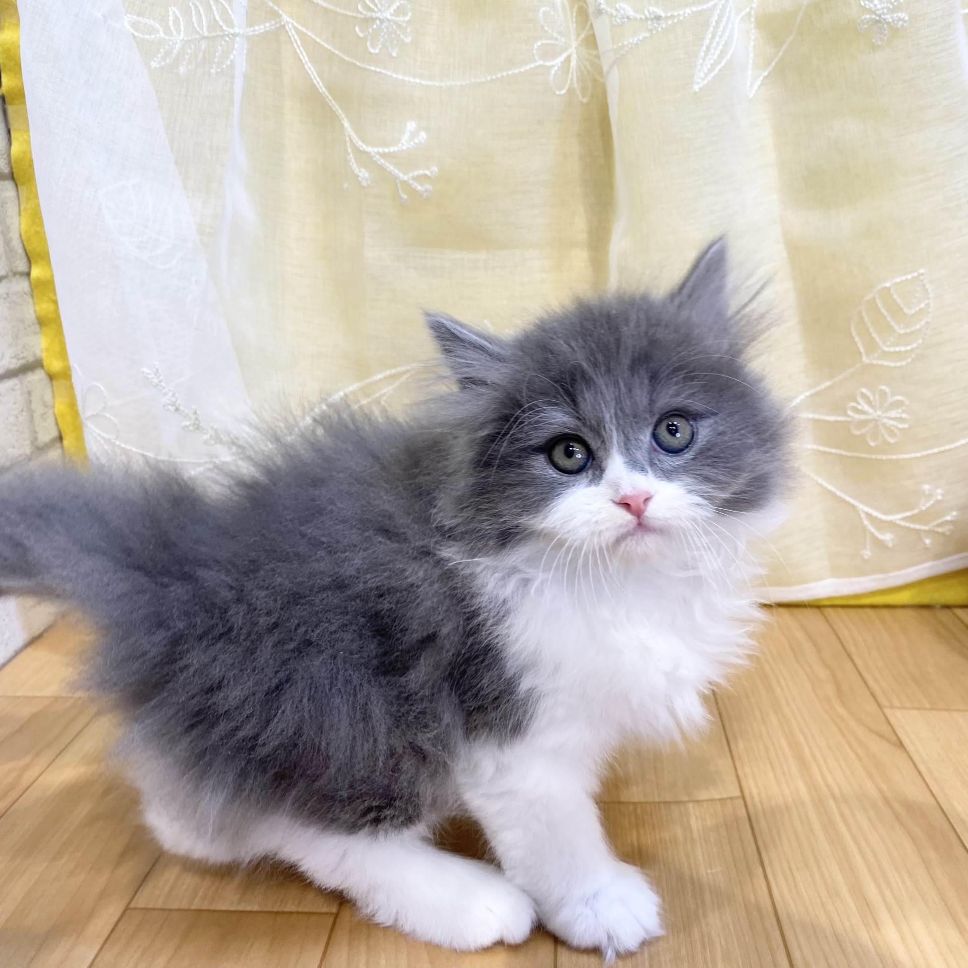 長野県のサイベリアン (犬の家＆猫の里カインズ梓川店/2026年2月20日生まれ/男の子/ブルータビーホワイト)の子猫の3枚目の画像