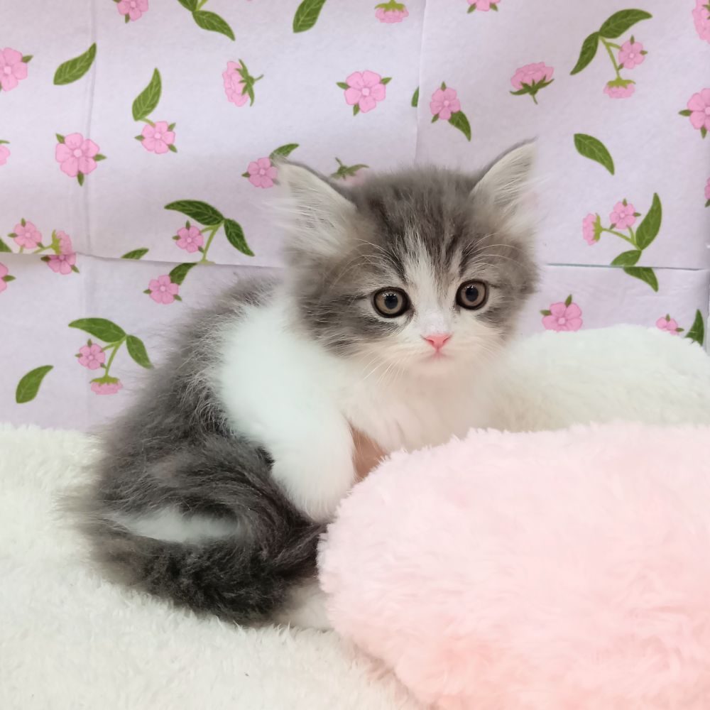 愛知県のサイベリアン (犬の家＆猫の里エアポートウォーク店/2026年2月20日生まれ/女の子/ブルータビーホワイト)の子猫の3枚目の画像