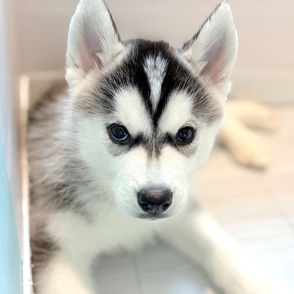 愛知県のシベリアンハスキー (犬の家＆猫の里春日井本店/2026年2月18日生まれ/男の子/ブラックホワイト)の子犬の3枚目の画像
