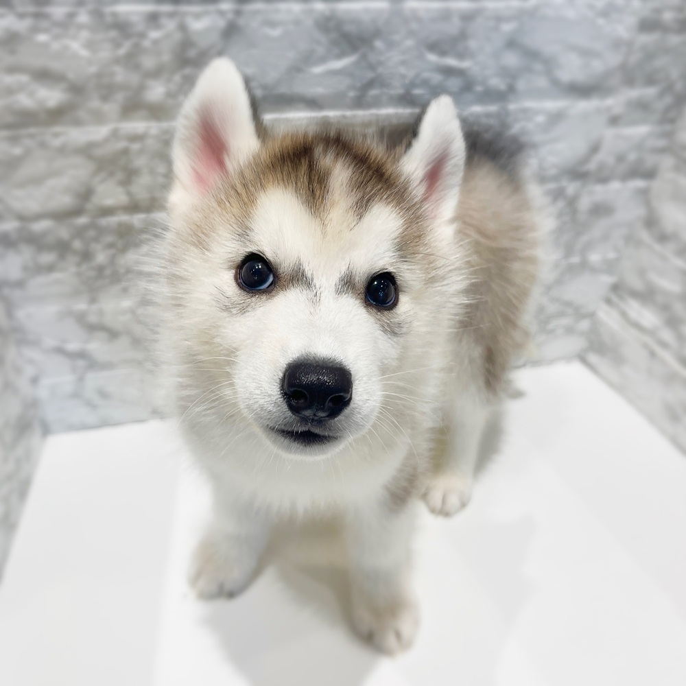 愛知県のシベリアンハスキー (犬の家＆猫の里MiO香久山店/2026年2月18日生まれ/男の子/シルバーホワイト)の子犬の3枚目の画像