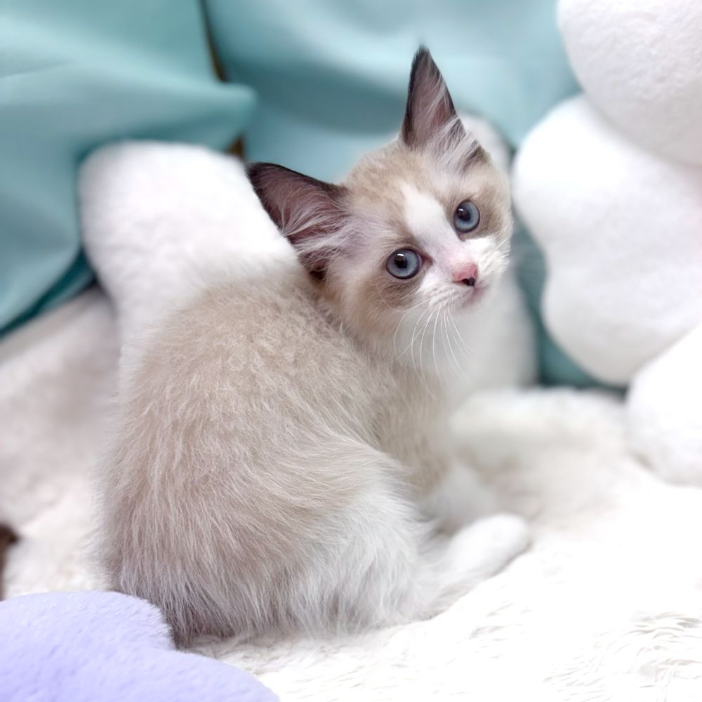 愛知県のラグドール (犬の家＆猫の里愛知刈谷店/2026年2月18日生まれ/男の子/シールポイントバイカラー)の子猫の3枚目の画像