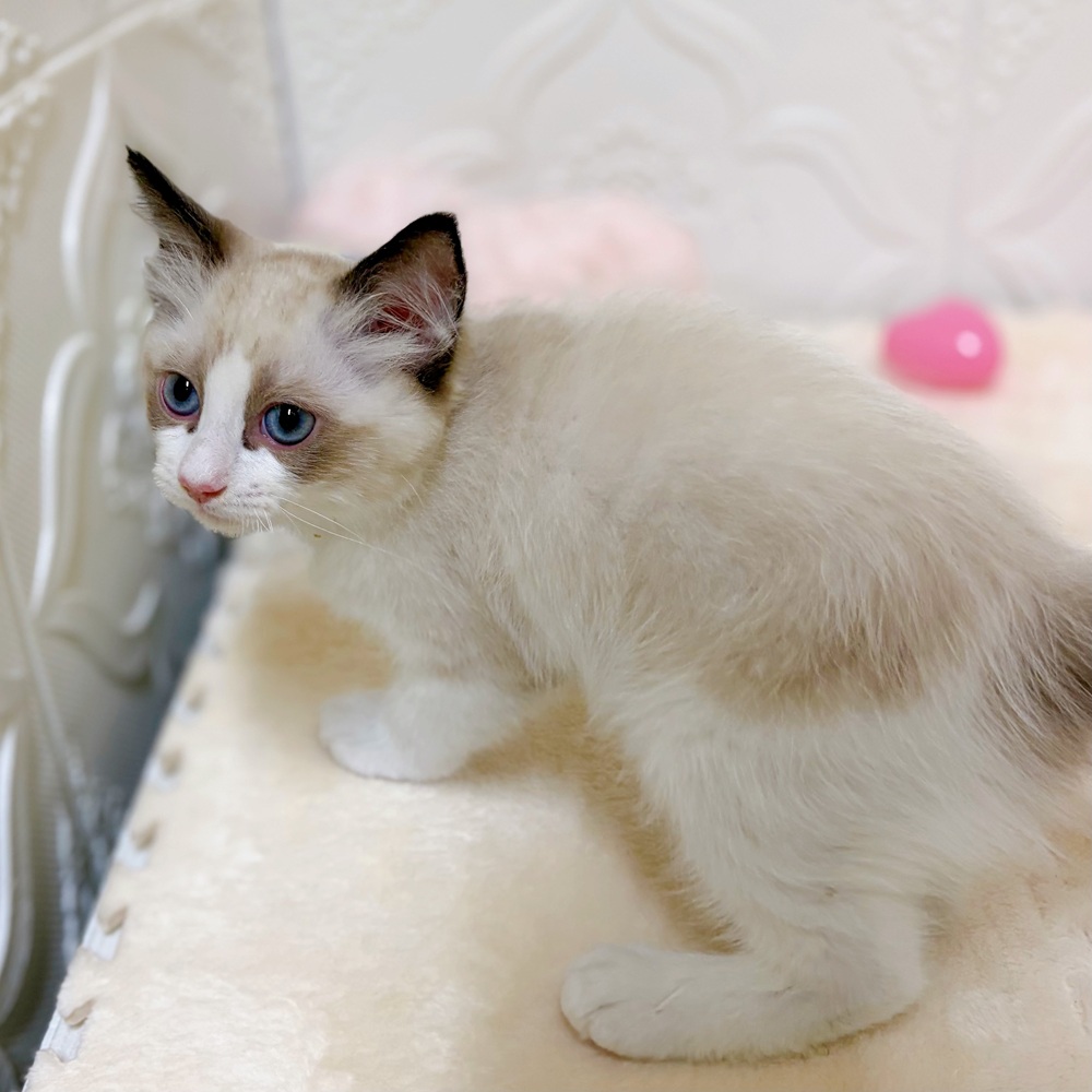 愛知県のラグドール (犬の家＆猫の里岡崎店/2026年2月18日生まれ/男の子/シールポイントバイカラー)の子猫の3枚目の画像