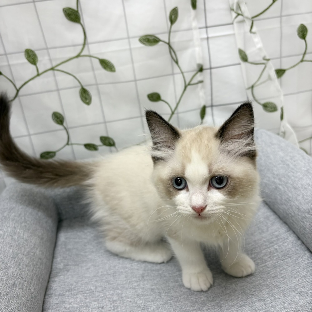 長野県のラグドール (犬の家＆猫の里塩尻店/2026年2月18日生まれ/男の子/シールポイントバイカラー)の子猫の3枚目の画像