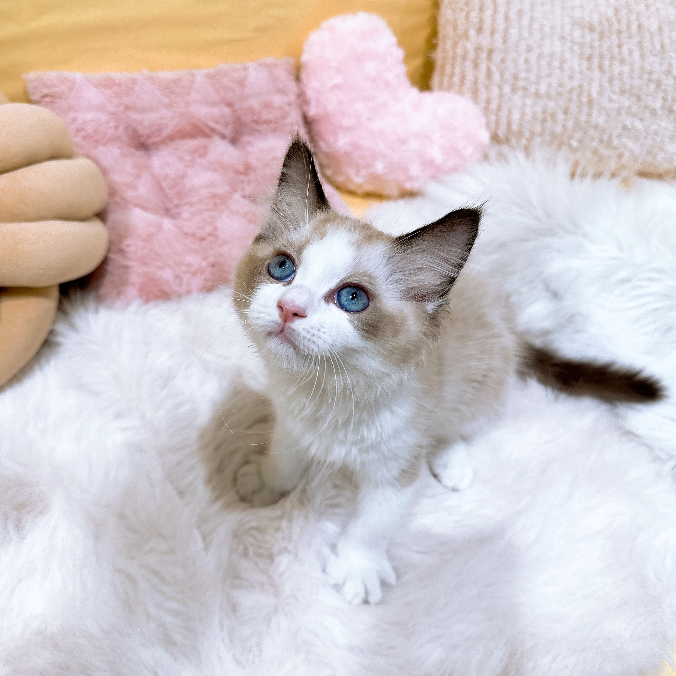 神奈川県のラグドール (犬の家＆猫の里元住吉ブレーメン通り店/2026年2月18日生まれ/男の子/シールポイントバイカラー)の子猫の3枚目の画像