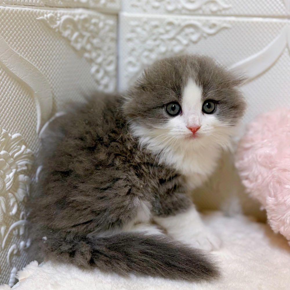 愛知県のスコティッシュフォールド (犬の家＆猫の里岡崎店/2026年2月20日生まれ/男の子/ブルータビーホワイト)の子猫の3枚目の画像