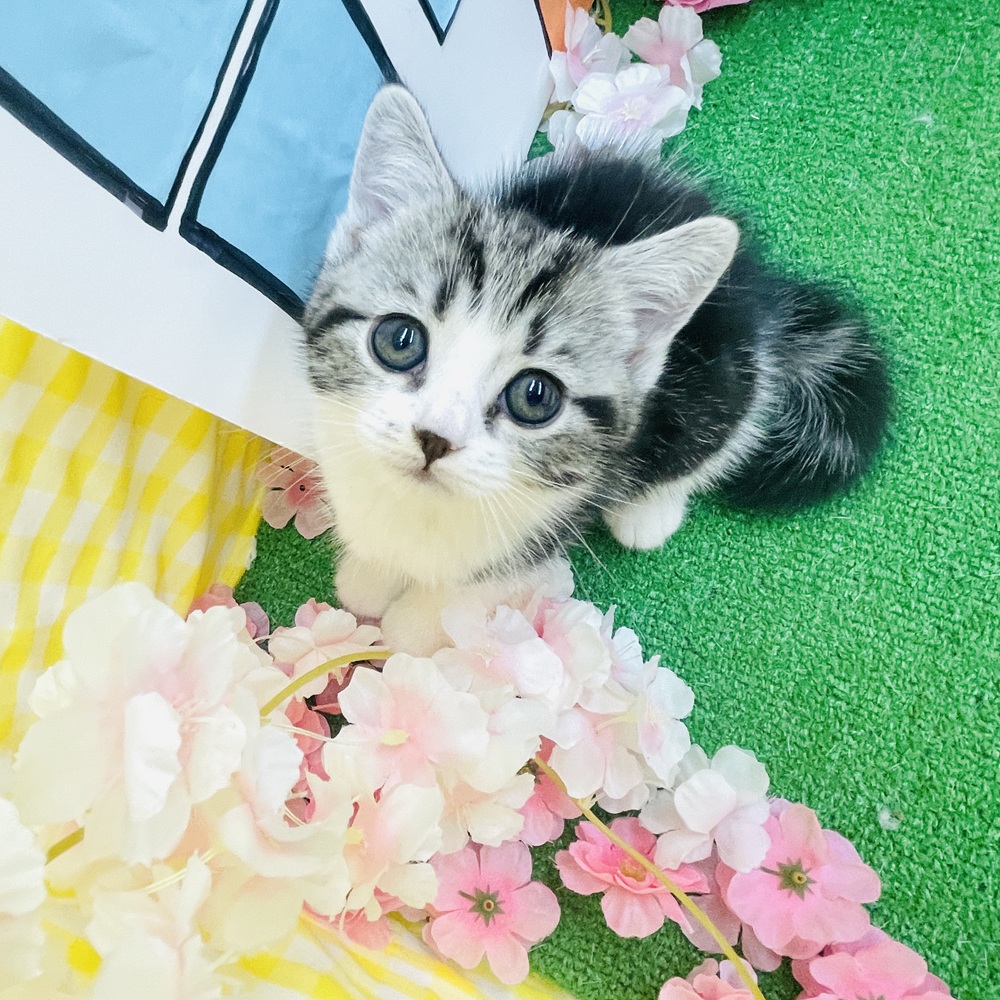 愛知県のスコティッシュストレート (犬の家＆猫の里名古屋天白店/2026年2月20日生まれ/男の子/シルバータビーホワイト)の子猫の3枚目の画像