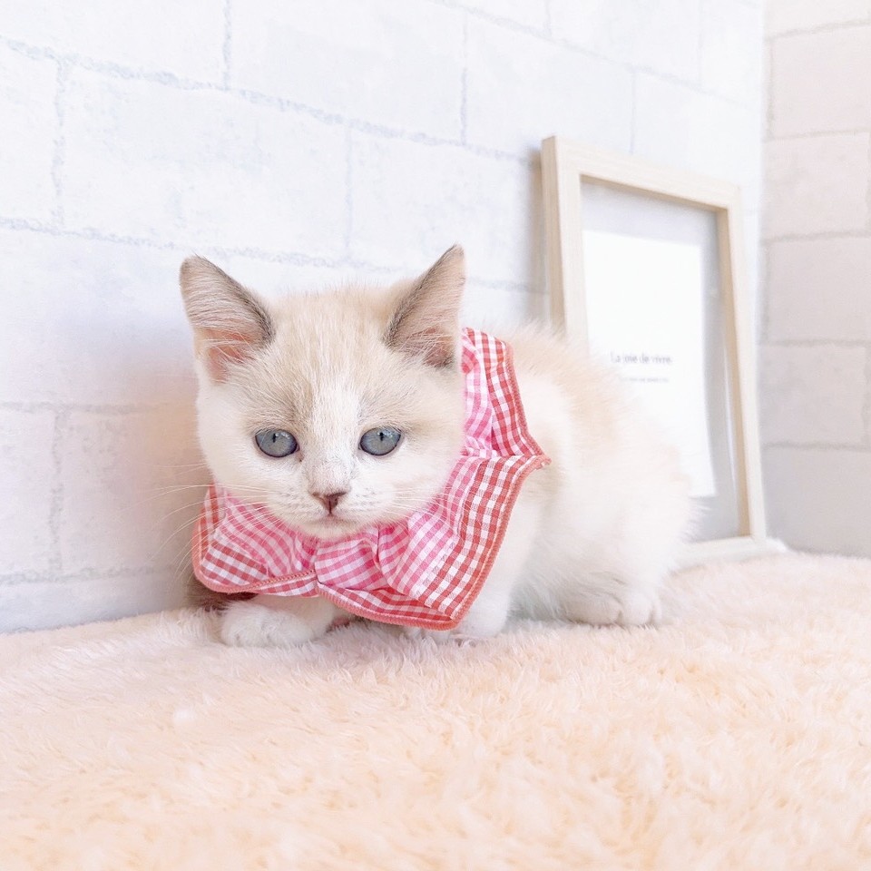石川県のスコティッシュストレート (犬の家＆猫の里金沢店/2026年2月20日生まれ/女の子/ブルークリームポイントホワイト)の子猫の3枚目の画像