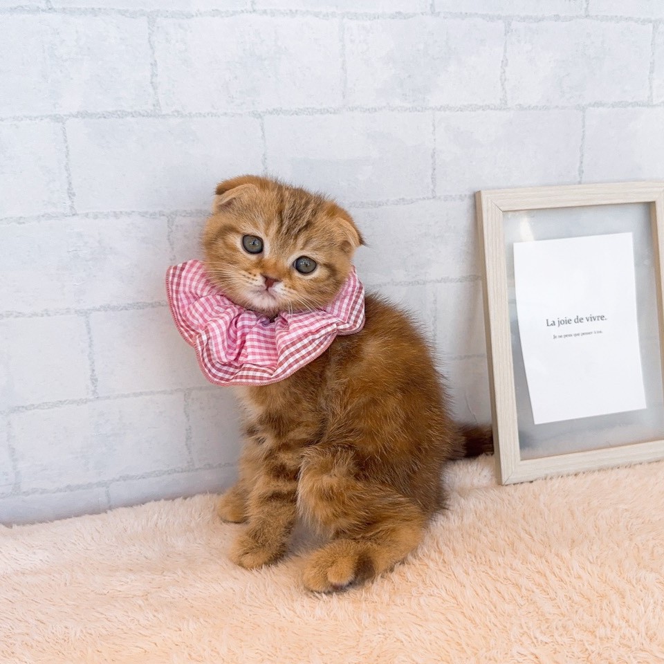 石川県のスコティッシュフォールド (犬の家＆猫の里金沢店/2026年2月20日生まれ/女の子/ブラウンパッチドタビー)の子猫の3枚目の画像