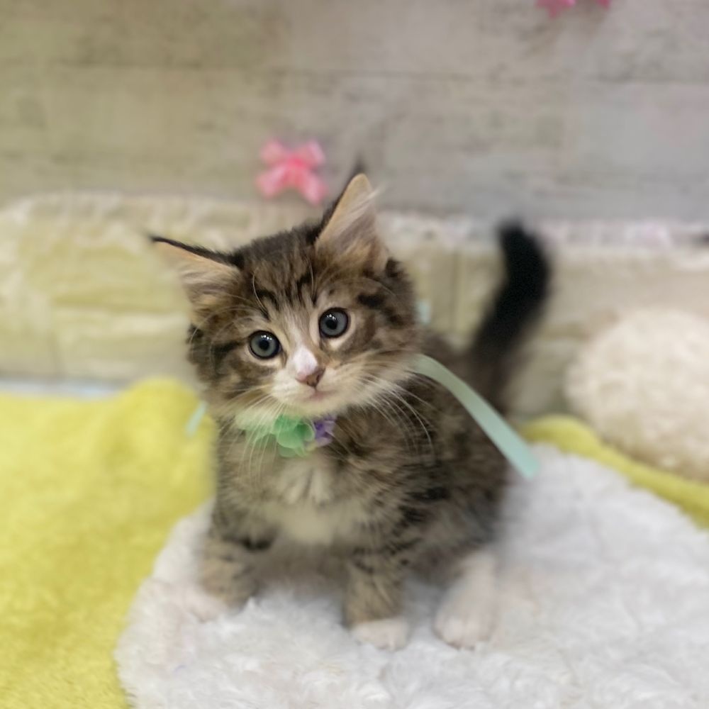 静岡県のノルウェージャンフォレストキャット (犬の家＆猫の里プレ葉ウォーク浜北店/2026年2月20日生まれ/男の子/ブラウンマッカレルタビーホワイト)の子猫の3枚目の画像