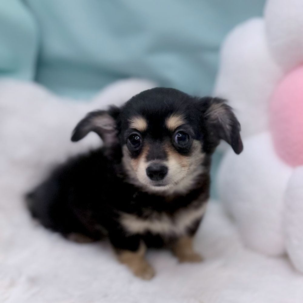 愛知県のチワックス(チワワ×ダックス) (犬の家＆猫の里愛知刈谷店/2026年2月22日生まれ/女の子/ブラックタン)の子犬の3枚目の画像