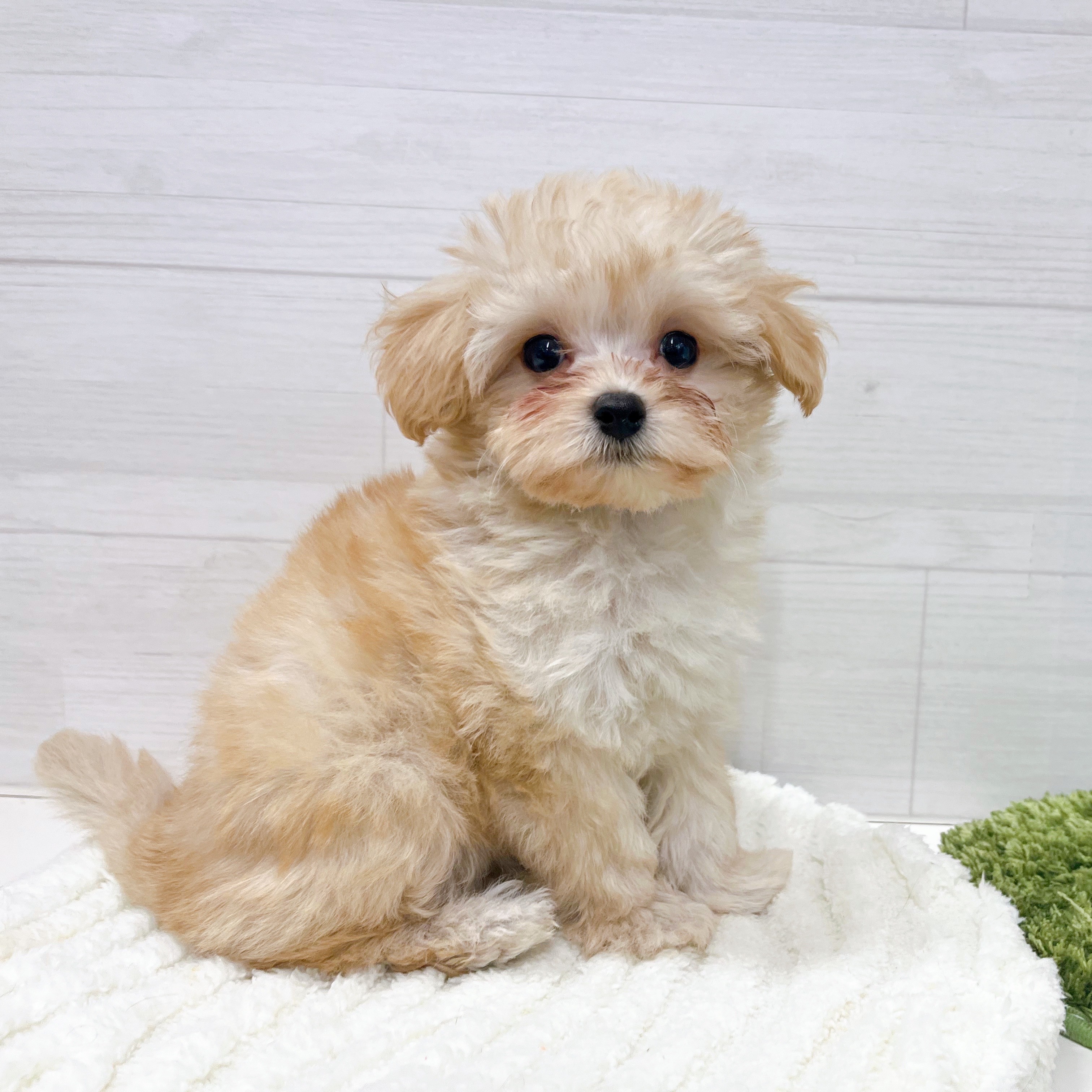 石川県のマルプー(マルチーズ×プードル) (犬の家＆猫の里アミーゴ金沢おこばた店/2026年2月19日生まれ/女の子/アプリコット)の子犬の3枚目の画像