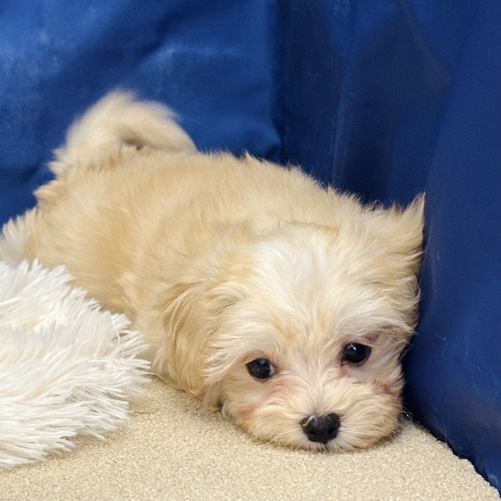 岐阜県のマルプー(マルチーズ×プードル) (犬の家＆猫の里中津川店/2026年2月19日生まれ/女の子/アプリコットホワイト)の子犬の3枚目の画像